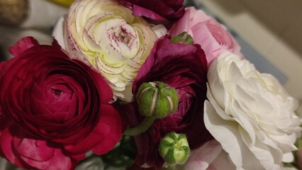 fresh flowers in a bouquet, pink, white and red peonies, petals, species, cultivar, botany