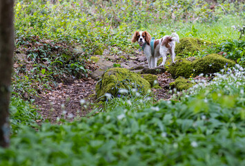 Cavalier King Charles in the woods among the garlic.