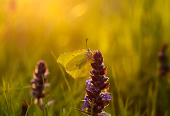Zachód słońca na łące, motyl Latolistek Cytrynek © mycatherina