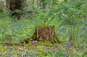 Tree stump covered in moss, with a fern growing from it, surrounded in bluebells.