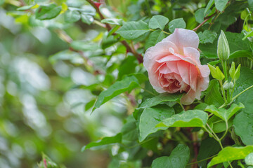 春の花壇に咲くバラの花
