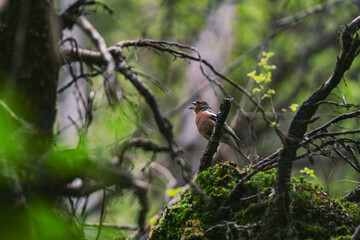 Little bird in the forest 