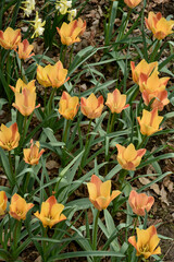 pétales orange de  Tulipe botanique - 598636639