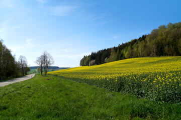 sun-drenched canola fields in the Bavarian countryside on a sunny spring day with the blue sky, Rechbergreuthen, Bavaria, Germany	