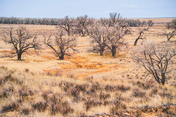 old cotton wood trees