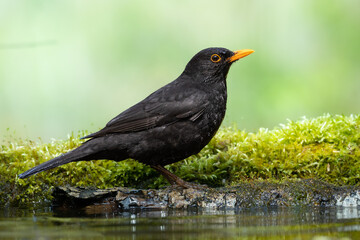 male Blackbird Turdus merula on the forest puddle amazing warm light sunset sundown