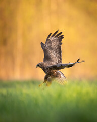 Common buzzard Buteo buteo in the fields in spring time, buzzard in natural habitat, hawk bird on the ground, predatory bird close up