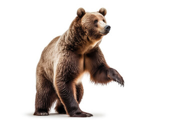 Obraz premium Powerful Majestic Bear Pose. Impressive picture of a big brown bear standing up on hind legs, isolated on a white background. Wildlife concept AI Generative