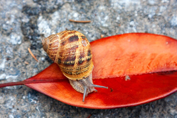 Snail crawling on a red leaf