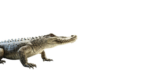 Naklejka premium Alligator on the png background created with ai technology