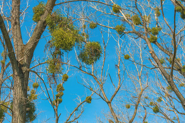 Witches broom is a tree deformity, dense mass of shoots grows from a single point, with the resulting structure resembling a broom or a bird's nest.