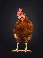 Brown hen aka female chicken, standing facing front. Looking side ways and down. Isolated on a black background.