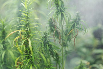 Marijuana on a blurred natural background at sunset