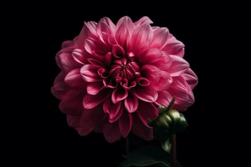 Foto op Canvas A big pink flower painted against a black background. Generative AI © Esmay