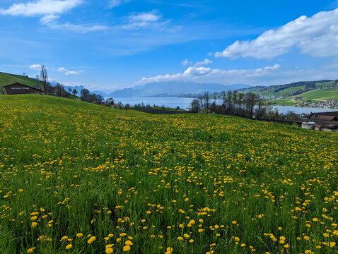 Idyllic Green Meadow with Dandelions, Blue Skies, Vierwaldstättersee, Pilatus, and Alpine Backdrop