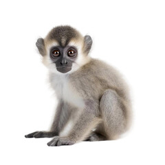 Obraz premium close up of a lemur