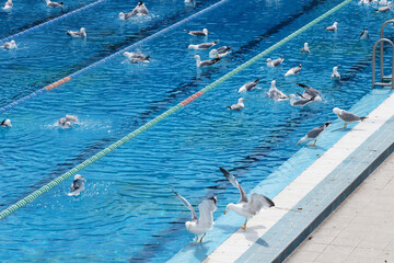 Fototapeta premium seagulls bathe in a sports swimming pool close-up