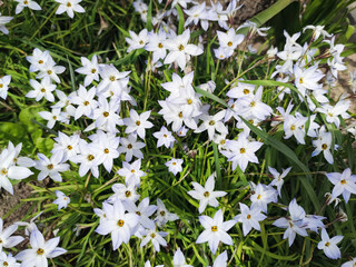 Obraz premium Ipheion uniflorum, white spring flowers in green grass in sunlight