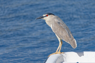 A beautiful adult Black-crowned Night Heron perches on a fishing boat.