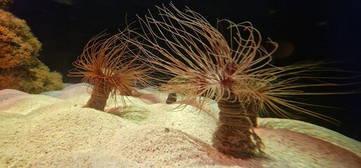 Cerianthus is a genus of tube-dwelling anemones in the family Cerianthidae. Members of the genus are found worldwide. They are predators, scavengers and omnivores © Michaela Holubová