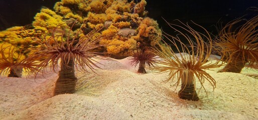 Cerianthus is a genus of tube-dwelling anemones in the family Cerianthidae. Members of the genus are found worldwide. They are predators, scavengers and omnivores © Michaela Holubová