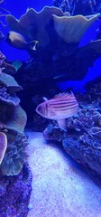 marine fish in marine aquarium and corals © Michaela Holubová