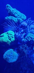marine fish in marine aquarium and corals