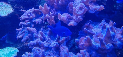 marine fish in marine aquarium and corals - obrazy, fototapety, plakaty