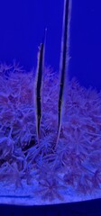 marine fish in marine aquarium and corals © Michaela Holubová