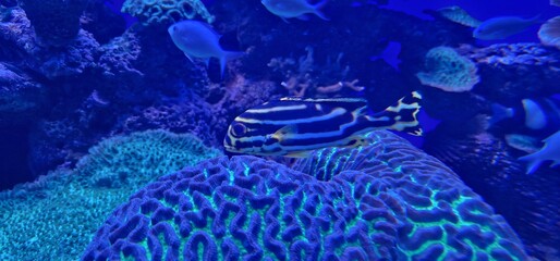 Yellow Banded Sweetlips (Plectorhinchus lineatus) yellow banded sweetlips (Plectorhinchus...