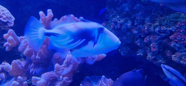 lagoon triggerfish (Rhinecanthus aculeatus), also known as the blackbar triggerfish, the Picasso triggerfish, or the Picassofish, is a triggerfish, up to 30 cm in length, found on reefs in the Indo-Pa