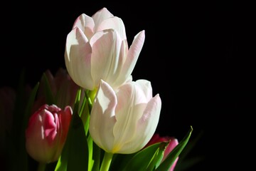 Tulpen mit weißen und rosa Blattern