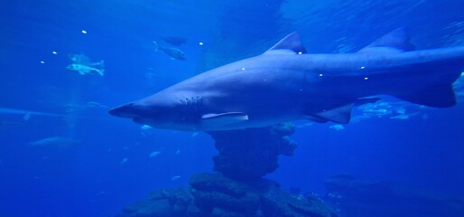 Sand Tiger Shark (Carcharias taurus) is a species known for its distinctive appearance and behavior. It often has a ragged, jagged-toothed look due to its teeth, which protrude even when its mouth is 