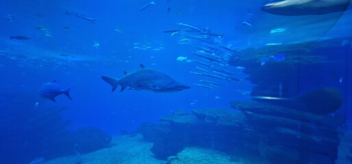 Fototapeta na wymiar Carcharias taurus sand tiger shark, gray nurse shark, spotted ragged-tooth shark or blue-nurse sand tiger, is a species of shark that inhabits subtropical and temperate waters worldwide. It inhabits t