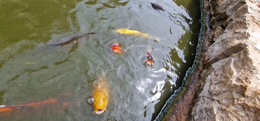 Koi, or more specifically nishikigoi, are colored varieties of the Amur carp that are kept for decorative purposes in outdoor koi ponds or water gardens. Koi is an informal name for the colored varian