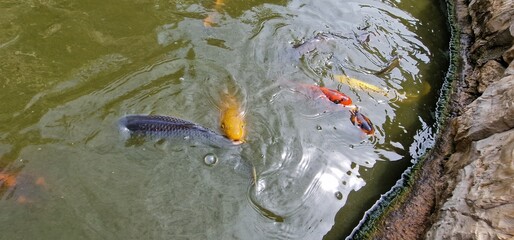 Koi, or more specifically nishikigoi, are colored varieties of the Amur carp that are kept for...