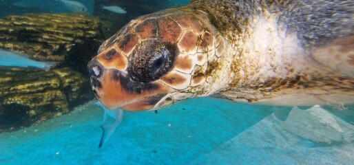 caretta loggerhead sea turtle is a species of oceanic turtle distributed throughout the world. It...