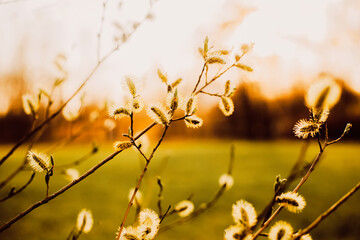 A photo of blooming willow trees during early spring at sunset. Natural beauty, seasonal changes and the peacefulness of nature during the transition from winter to spring.