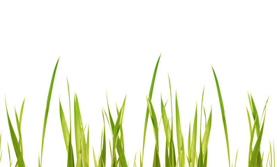 fresh green yellow grass leaves in a row isolated on transparent background, texture template...