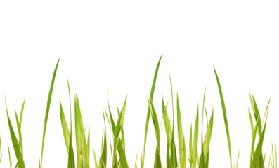 fresh green yellow grass leaves in a row isolated on transparent background, texture template overlay meadow for floral decoration