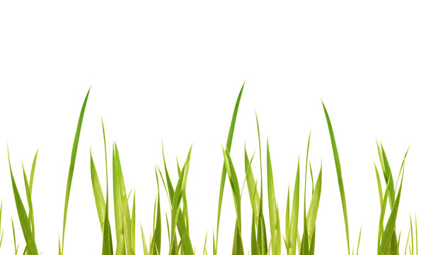 fresh green yellow grass leaves in a row isolated on transparent background, texture template overlay meadow for floral decoration