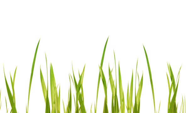 fresh green yellow grass leaves in a row isolated on transparent background, texture template overlay meadow for floral decoration