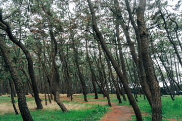 Numazu Senbon Pine Grove green forest trail in Shizuoka, Japan