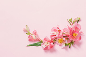 Fototapeta na wymiar alstroemeria flowers on pink background