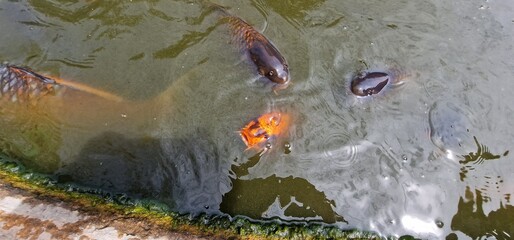 Koi, or more specifically nishikigoi, are colored varieties of the Amur carp that are kept for...