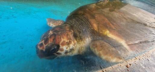 caretta loggerhead sea turtle is a species of oceanic turtle distributed throughout the world. It...