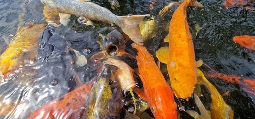 Fototapeta na wymiar Koi, or more specifically nishikigoi, are colored varieties of the Amur carp that are kept for decorative purposes in outdoor koi ponds or water gardens. Koi is an informal name for the colored varian