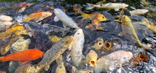 Koi, or more specifically nishikigoi, are colored varieties of the Amur carp that are kept for...