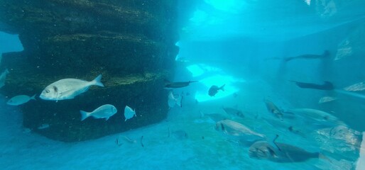 Fototapeta premium marine fish in a fish tank of aquarium