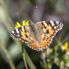 papillon posé sur une fleur jaune
